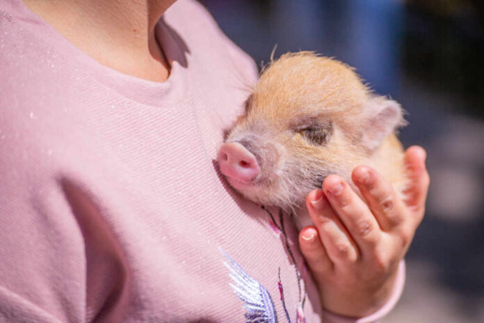 Decorative,Pig,On,The,Hands,Of,The,Hostess.