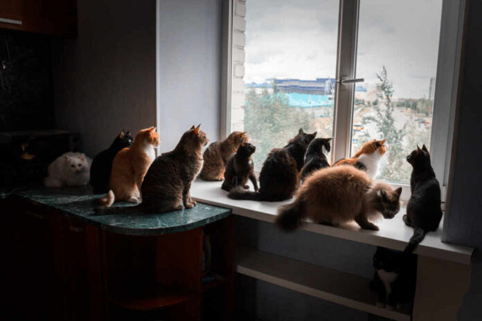 Many,Cats,Look,Out,The,Window,Watching,The,Birds
