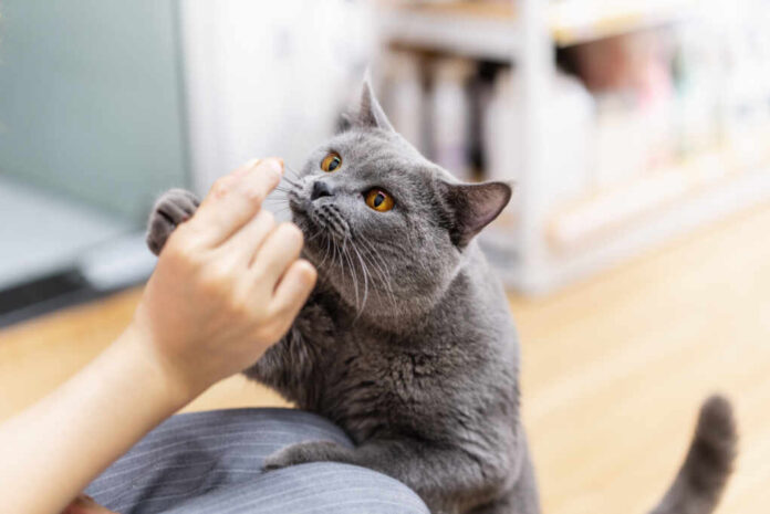 Curious,Cat,Smell,Snack,On,Its,Master's,Hand