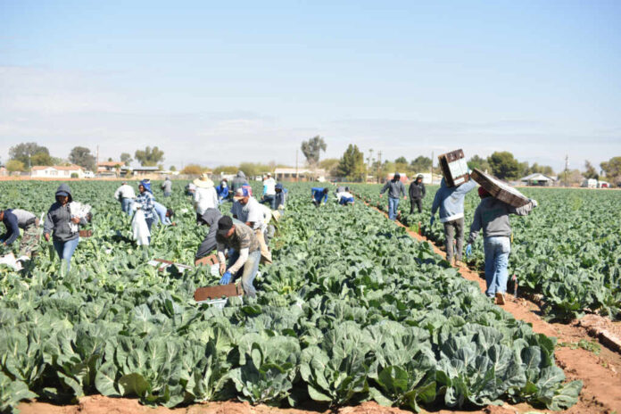 Glendale,,Arizona.,U.s.a.,March,14,,2018.,Harvesting,Collard,Greens.
