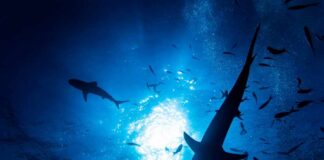 Silhouettes of sharks swimming in a blue underwater environment