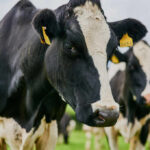 Close-up of a black and white dairy cow with ear tags in a green field