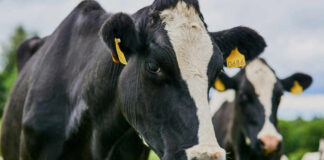 Close-up of a black and white dairy cow with ear tags in a green field