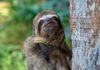 sloth