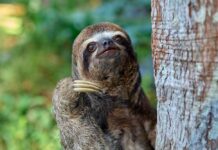 sloth