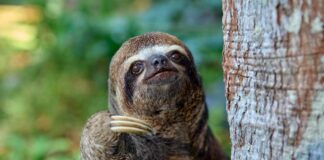 sloth