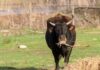 A black cow standing in a green pasture eating straw