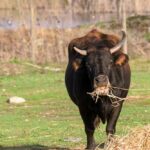 A black cow standing in a green pasture eating straw