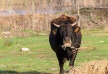 A black cow standing in a green pasture eating straw