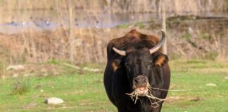 A black cow standing in a green pasture eating straw