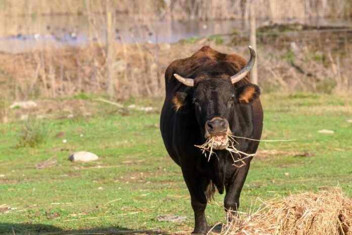 A black cow standing in a green pasture eating straw