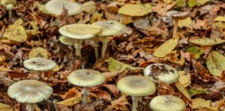 Deadly ‘Death Caps’ Threaten California Hikers