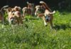 A group of beagle dogs running through a grassy field