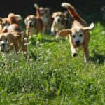 A group of beagle dogs running through a grassy field