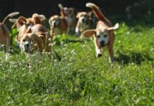 A group of beagle dogs running through a grassy field