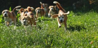 A group of beagle dogs running through a grassy field