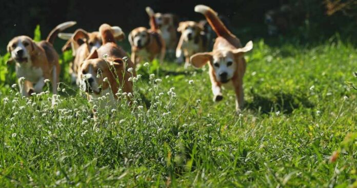 A group of beagle dogs running through a grassy field