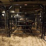 NYC Rodeo Chaos: Rider Trampled On Camera Ambulance with open rear doors and an empty stretcher outside