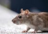 Plague Creeps Into Santa Fe Yards Brown rat in profile on a light surface