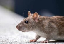 Brown rat in profile on a light surface