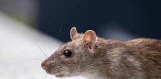 Plague Creeps Into Santa Fe Yards Brown rat in profile on a light surface