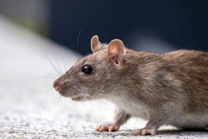 Close-,Up,Of,A,Big,Rat Brown rat in profile on a light surface