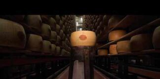 Italy’s Cheese Meltdown Begins Extreme heat threatens Italy's Parmesan heartland