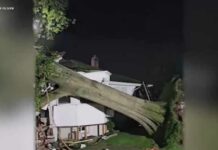 Tree falls on Westbury house, trapping dozens of cats inside