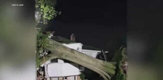 Tree falls on Westbury house, trapping dozens of cats inside