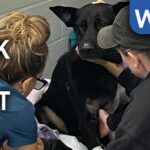'A hero without any doubt': Polk County K-9's leg amputated after being shot by wanted suspect