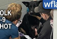 'A hero without any doubt': Polk County K-9's leg amputated after being shot by wanted suspect