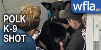 Hero Dog Takes Bullets, Deputies Live 'A hero without any doubt': Polk County K-9's leg amputated after being shot by wanted suspect