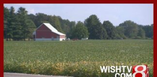 Mystery Cat Hunt Grips Indiana Farmland Pendleton, Indiana's mane event: Town roars over reported lioness sighting
