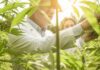 Scientists inspecting cannabis plants in a sunlit field