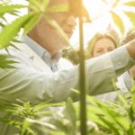Scientists inspecting cannabis plants in a sunlit field