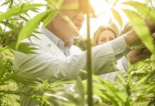 Scientists inspecting cannabis plants in a sunlit field