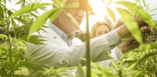 Scientists inspecting cannabis plants in a sunlit field