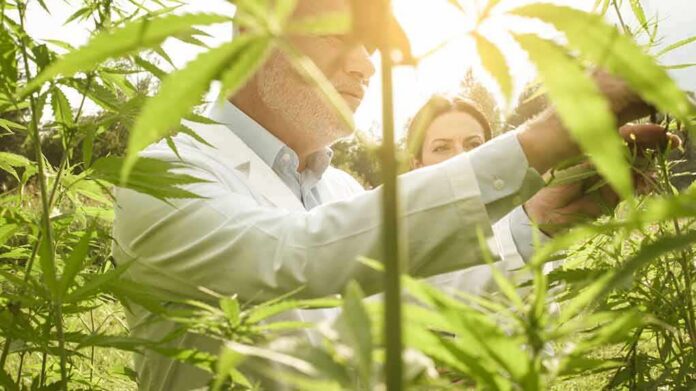 shutterstock_1478325962 Scientists inspecting cannabis plants in a sunlit field