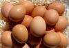 Brown eggs piled on straw