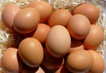 Outrage In Pristina: Debate Turns Food Fight Brown eggs piled on straw