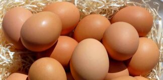 Brown eggs piled on straw
