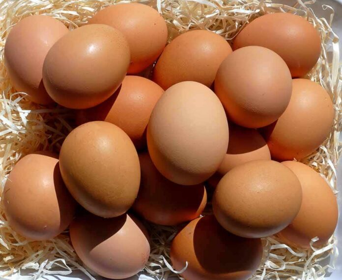 Brown eggs piled on straw