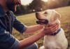 Man petting a happy Labrador retriever outdoors