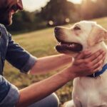 Bizarre Trial: Canines Nail Cancer Signals Man petting a happy Labrador retriever outdoors