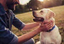 Man petting a happy Labrador retriever outdoors