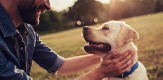 Bizarre Trial: Canines Nail Cancer Signals Man petting a happy Labrador retriever outdoors