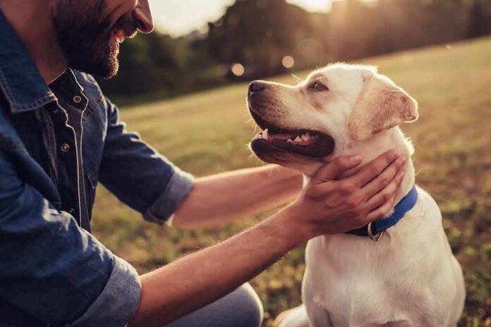 shutterstock_708732331 Man petting a happy Labrador retriever outdoors