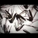 County Alerts Spike As Dengue Spreads Hillsborough County is Florida’s dengue epicenter as locally acquired cases rise