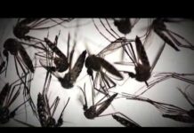 County Alerts Spike As Dengue Spreads Hillsborough County is Florida’s dengue epicenter as locally acquired cases rise