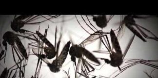 Hillsborough County is Florida’s dengue epicenter as locally acquired cases rise